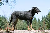 BEAUCERON 429